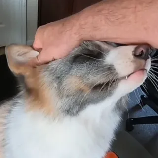 🥰 50b988cd หมา, สัตว์เลี้ยง, สัตว์, สัตว์เลี้ยงในบ้าน, มือ telegram sticker