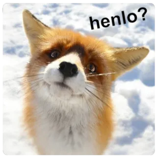 👋 558b85a6 henlo? สุนัขจิ้งจอก, สัตว์, น่ารัก, สัตว์ป่า, หิมะ telegram sticker