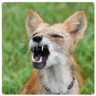 🧐 767ca6cb สุนัขจิ้งจอก, สัตว์, สัตว์ป่า, ธรรมชาติ, ฟัน, สัตว์เลี้ยงลูกด้วยนม, สุนัข telegram sticker