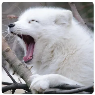 Marbles Trashpack whatsapp stickers