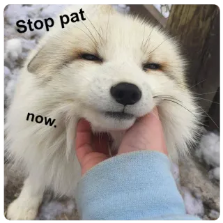 😑 8cf1fb3c Stop pat now. สุนัขจิ้งจอก, สัตว์, ลูบ, น่ารัก, มีม, หยุด telegram sticker
