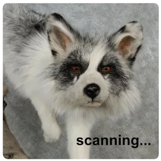 📡 90e28ee7 scanning... สุนัขจิ้งจอก, สัตว์, สแกน telegram sticker