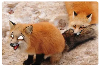 🤕 9617dd47 สุนัขจิ้งจอก, สัตว์, น่ารัก, ฤดูหนาว, หิมะ, สัตว์ป่า telegram sticker