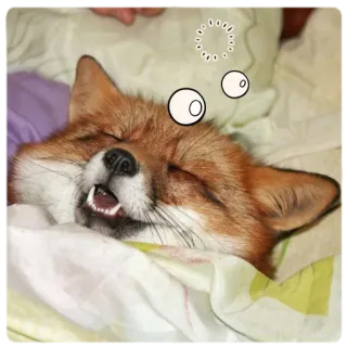 😴 cfb16634 สุนัขจิ้งจอก, นอนหลับ, สัตว์, น่ารัก, ง่วง telegram sticker
