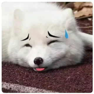 😴 d2851696 สุนัขจิ้งจอก, สัตว์, น่ารัก, เศร้า, น้ำตา, เหนื่อย telegram sticker