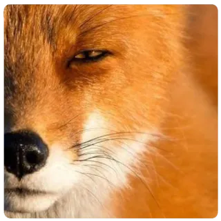 😑 ead9737f สุนัขจิ้งจอก, สัตว์, สัตว์ป่า, ธรรมชาติ, สุนัขจิ้งจอกแดง, สัตว์เลี้ยงลูกด้วยนม, สัตว์ telegram sticker