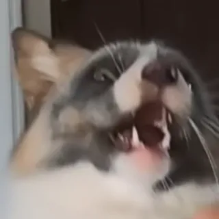 😆 f183704b แมว, สัตว์, สัตว์เลี้ยง, สัตว์เลี้ยงลูกด้วยนม, สีเทา, สีขาว telegram sticker