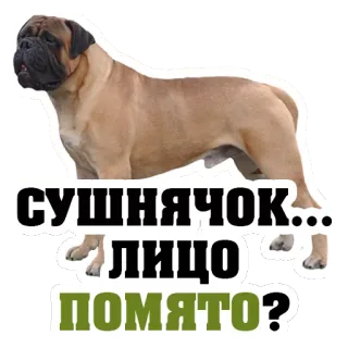 😭 bdef3b91 СУШНЯЧОК... ЛИЦО ПОМЯТО? собака, бульмастиф, русский, текст, наклейка telegram sticker