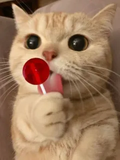 😺 6a6a1768 cat, lollipop, cute, pet, animal, sweet, candy telegram sticker