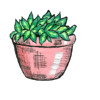 ☘️ 11c02733 planta, planta em vaso, planta de interior, suculenta, planta de casa, desenho, vaso rosa telegram sticker