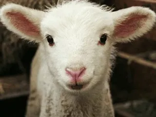 🐑 2883b53a สัตว์, แกะ, ลูกแกะ, น่ารัก, เด็ก telegram sticker