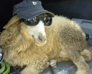 🐑 dc02f1b4 แกะ, แว่นกันแดด, หมวก, สัตว์, เท่, ชิล, ฟาร์ม telegram sticker