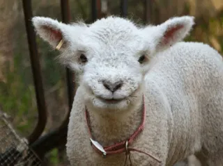 🐑 f3fa96e1 ลูกแกะ, แกะ, สัตว์, น่ารัก, ฟาร์ม telegram sticker