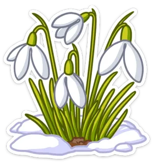 💐 af8735d7 Schneeglöckchen, Blume, Frühling, Weiße Blume, Schnee, Pflanze, Natur whatsapp sticker