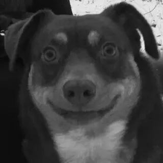 😳 5f80ba12 perro, animal, mascota, retrato telegram sticker