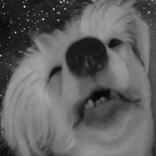 ✨ a483d238 perro, gracioso, animal, meme, mascota telegram sticker