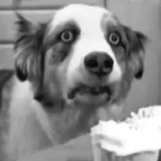 🙄 e297afbb perro, tarta, gracioso, animal, meme telegram sticker