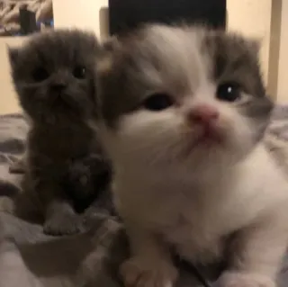 🤨 1717adc1 Kätzchen, Katzen, süße Tiere, Haustiere, Haustiere, Katzenartige whatsapp sticker