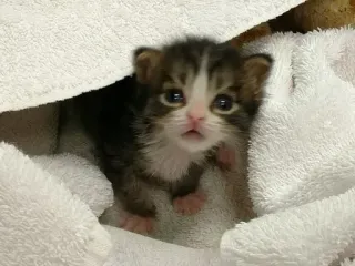 🧐 1c6a762a Kätzchen, Katze, Tier, süß, Haustier, Baby whatsapp sticker