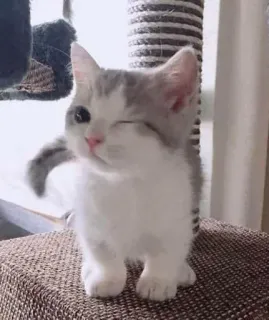 😉 33577394 Katze, Kätzchen, süß, Tier, Haustier, Katzenartig, häuslich, kleine Katze whatsapp sticker