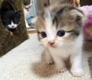 🤔 364781df kätzchen, katze, süß, tier, haustier, katzenartig whatsapp sticker