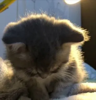 🫣 76ec8262 Kätzchen, Katze, graue Katze, süß, Haustier whatsapp sticker