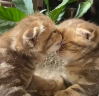 💞 f580dd21 Kätzchen, Katzen, Tiere, Haustiere, süß, entzückend, küssen whatsapp sticker