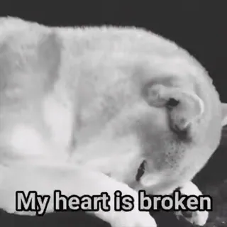 🖤 7bfd55ee My heart is broken triste, coração partido, gato, animal, sentimentos, desilusão amorosa telegram sticker