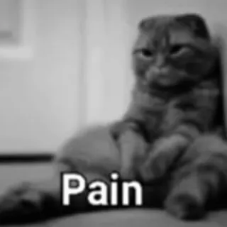 🖤 c5018a83 Pain gato, dor, triste, meme, animal, emoção, fofo telegram sticker