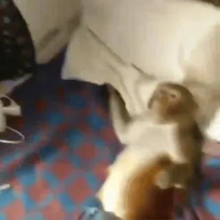 🌅 82a2e633 猴子, 动物, 哺乳动物, 灵长类 telegram sticker