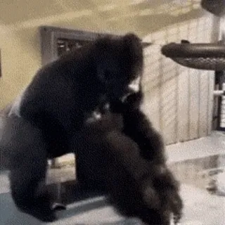 🦍 91357285 大猩猩, 动物, 灵长类, 野生动物, 哺乳动物 telegram sticker