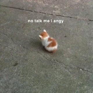 😾 5a298558 no talk me i angy gato, gatinho, bravo, meme, engraçado, fofo, animal whatsapp sticker