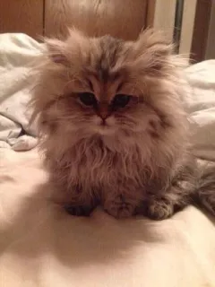 🐱 184a40bd 고양이, 새끼 고양이, 애완 동물, 복슬복슬한, 동물, 귀여운, 애완 telegram sticker