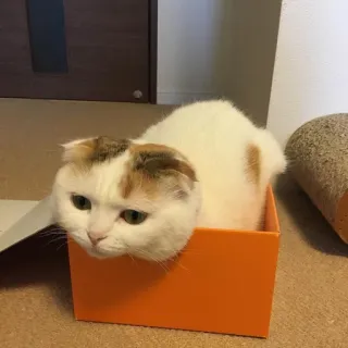🐱 511b82bb 고양이, 새끼 고양이, 상자, 애완동물, 동물, 귀여운, 집고양이, 고양이과 telegram sticker