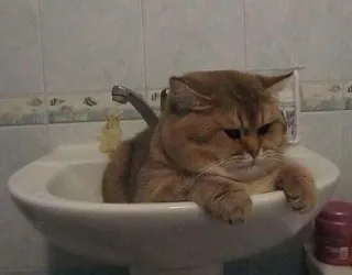 🐱 c6a678bd 고양이, 싱크대, 귀여운, 애완동물, 동물, 고양이과 telegram sticker