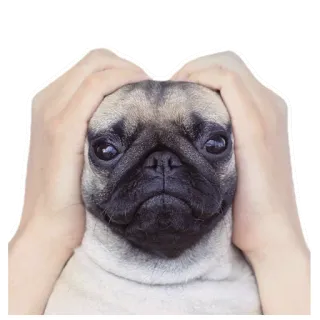 🙉 939fdaf1 dog, pug, animal, cute, hands, ears, funny whatsapp sticker