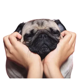 ☺️ ad51a7ae dog, pug, animal, pet, cute whatsapp sticker