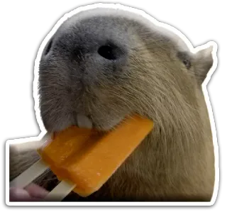 🍨 024bfe1d kapibara, zwierzę, lody, słodkie, gryzoń, lizak telegram sticker