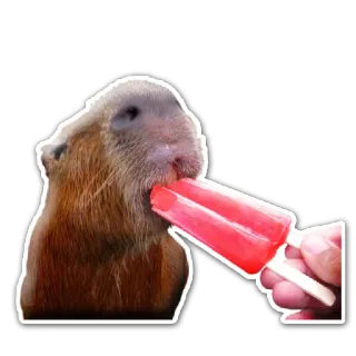 Capivaras telegram stickers