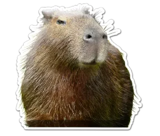 Capivaras telegram stickers