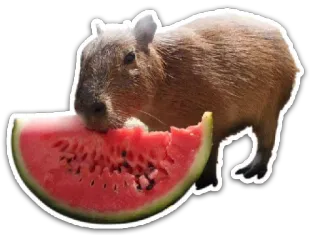 🍉 fdf5fd41 kapibara, arbuz, zwierzę, gryzoń, słodki, jedzenie telegram sticker