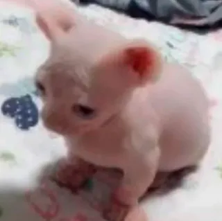 os melhores telegram stickers