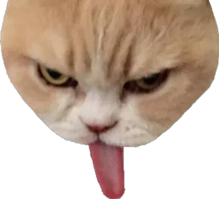 😑 0c9abbb8 кот, животное, язык, смешной, милый, стикер telegram sticker