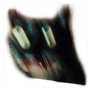 😵 10906518 кот, черный кот, домашнее животное, животное, домашнее животное, глаза telegram sticker