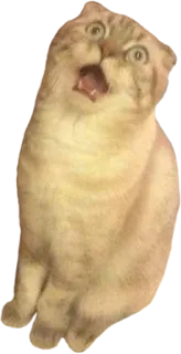 😵 160f9d73 кот, испуганный, в шоке, животное, котенок, мем telegram sticker