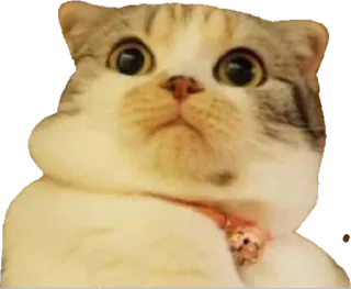 😳 1e2d6914 кот, милый, питомец, животное, кошачий, котёнок telegram sticker