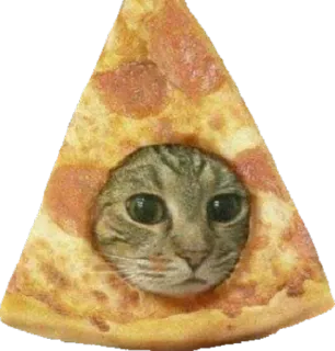 🍕 34711a67 кот, пицца, питомец, еда, животное, юмор, мем telegram sticker