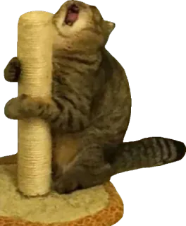 😫 48550ffc кошка, когтеточка, животное, домашнее животное, кошачий, полосатый кот telegram sticker