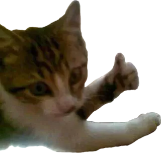 👍 a27c7f04 кот, большой палец вверх, животное, котенок, милый, жест, питомец telegram sticker