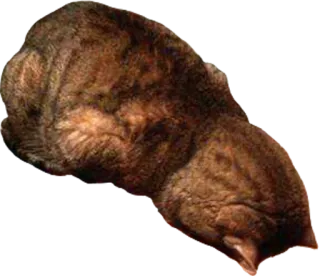 🙈 a4b05f2d кот, животное, домашнее животное, млекопитающее, спящий telegram sticker